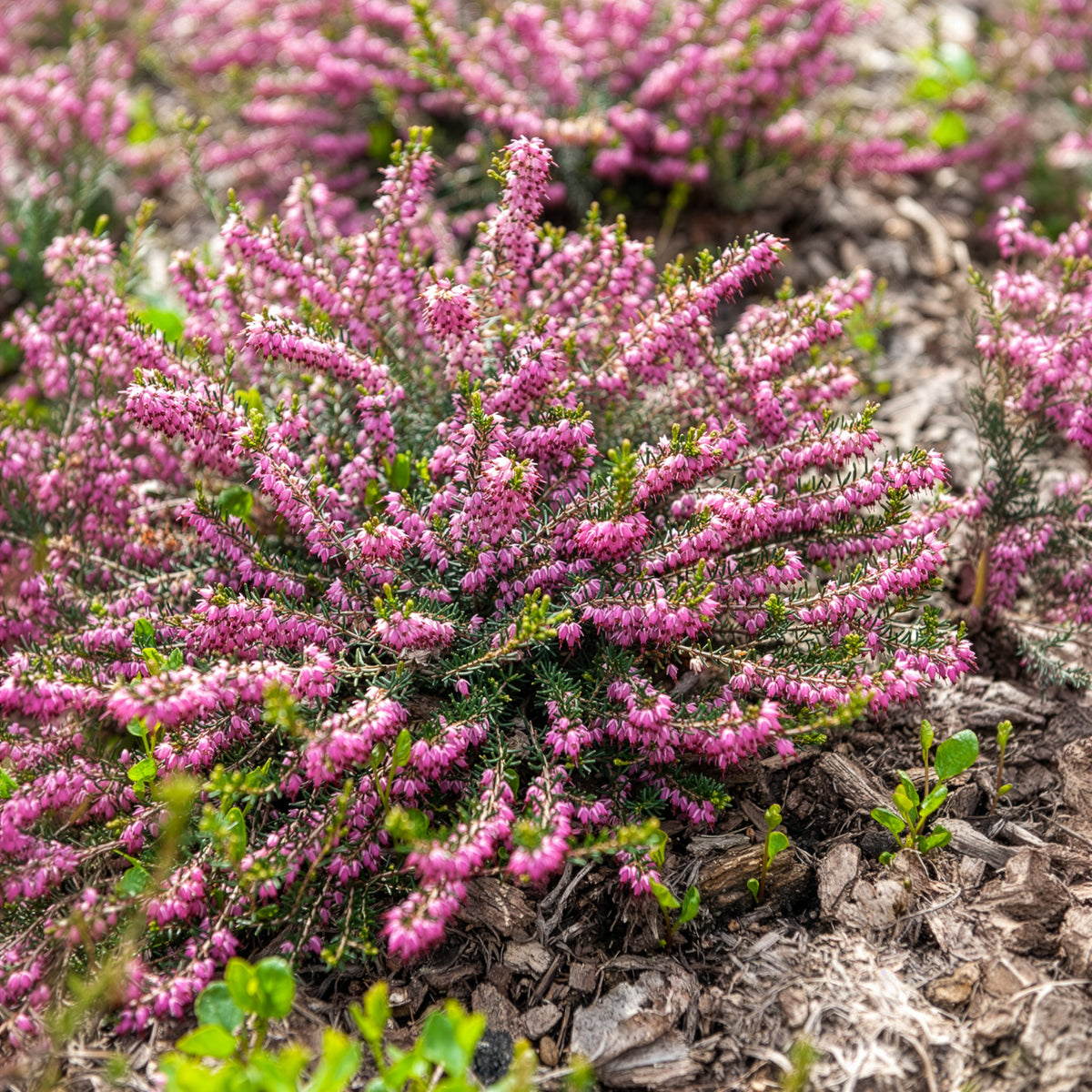 Vente Bruyère d'hiver Ghost Hills - Erica darleyensis ghost hills