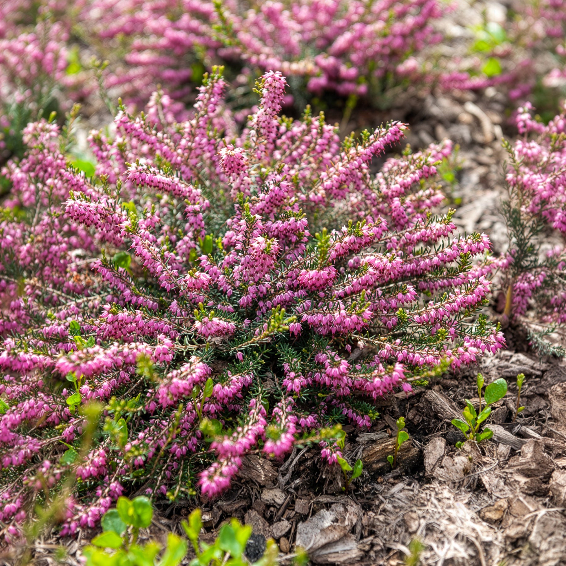 Bruyère d'hiver Ghost Hills - Erica darleyensis ghost hills - Bakker