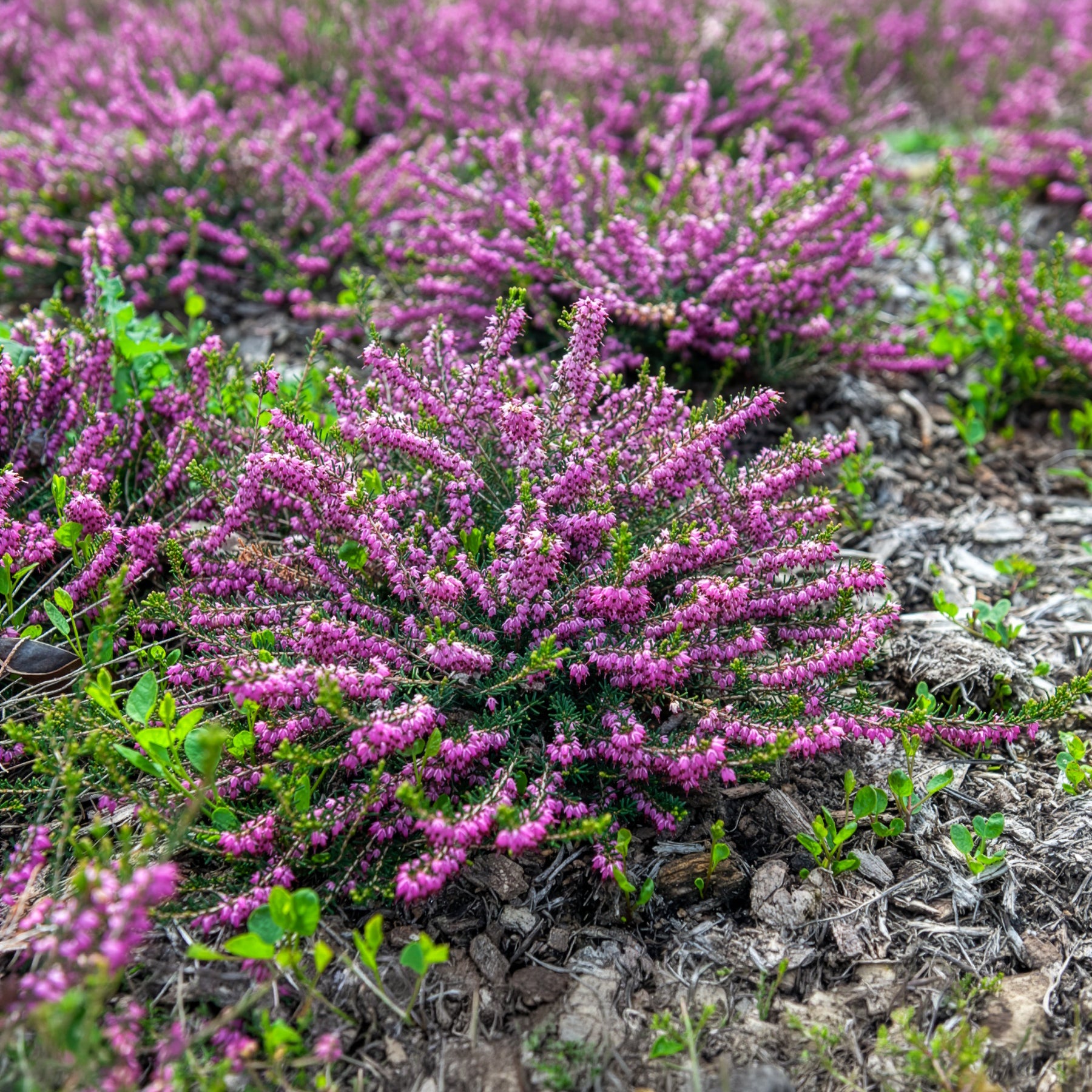Vivaces fleuries - Bruyère d'hiver Ghost Hills - Erica darleyensis ghost hills