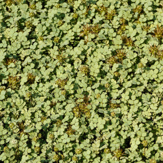 Lampourde de Buchanan - Bakker