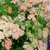 Achillea millefolium Apricot Delight - Achillée millefeuille Apricot Delight - Achillea - Achillée