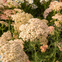 Achillée millefeuille Lachsschönheit - Achillea millefolium Lachsschönheit - Bakker