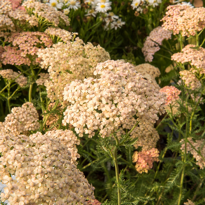 Achillée millefeuille Lachsschönheit - Achillea millefolium Lachsschönheit - Bakker