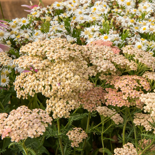 Achillée millefeuille Lachsschönheit - Bakker