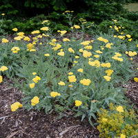 Achillea - Achillée - Achillée millefeuille Little Moonshine - Achillea moonshine
