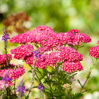 Vente Achillée millefeuille Paprika - Achillea millefolium Paprika