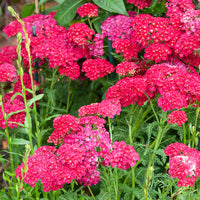 Achillée millefeuille Pomegranate - Bakker