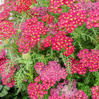 Achillée millefeuille Pomegranate - Achillea millefolium Pomegranate - Bakker