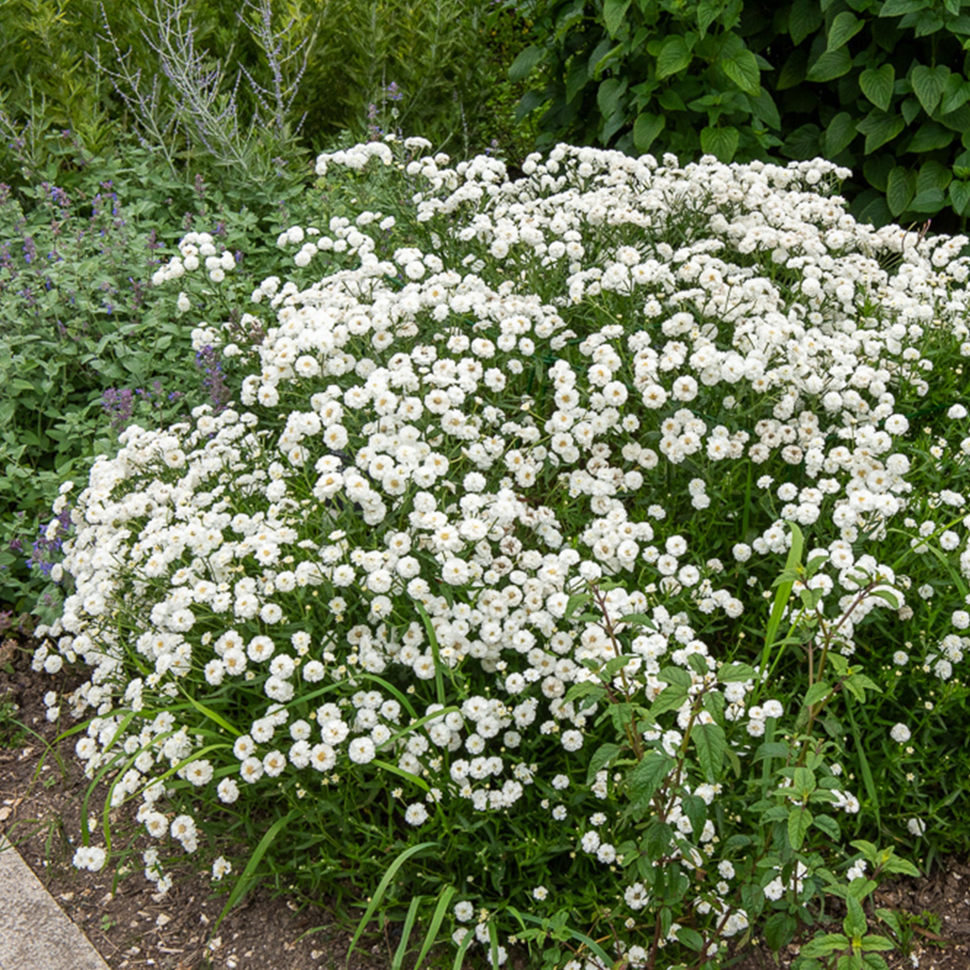 Achillea ptarmica the pearl - Achillée The Pearl  - Achillée - Achillea