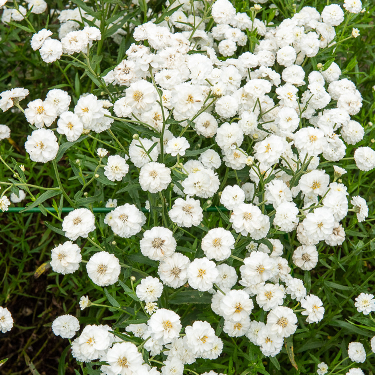 Achillée The Pearl - Achillea ptarmica The Pearl - Bakker