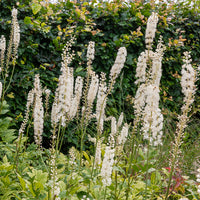 Actaea racemosa - Cierge d'argent Bugbane - Cierge d'argent