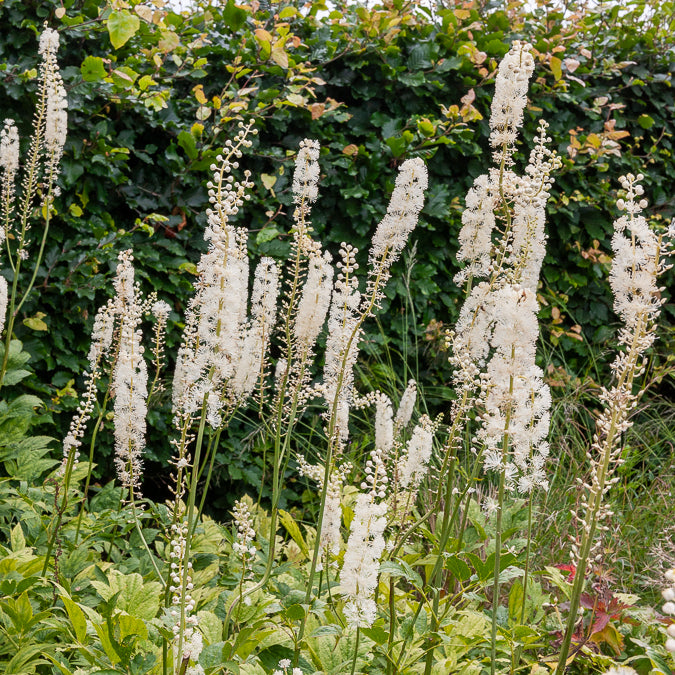 Actaea racemosa - Cierge d'argent Bugbane - Cierge d'argent