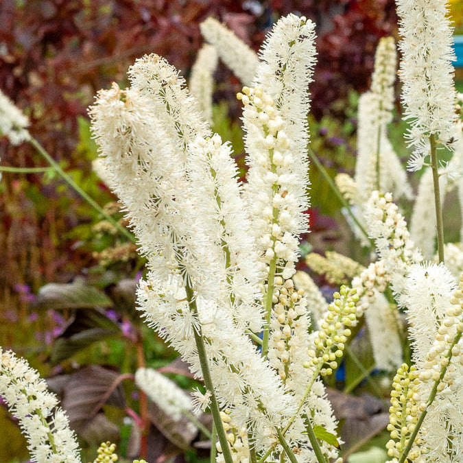 Cierge d'argent White Pearl - Actaea simplex white pearl - Bakker