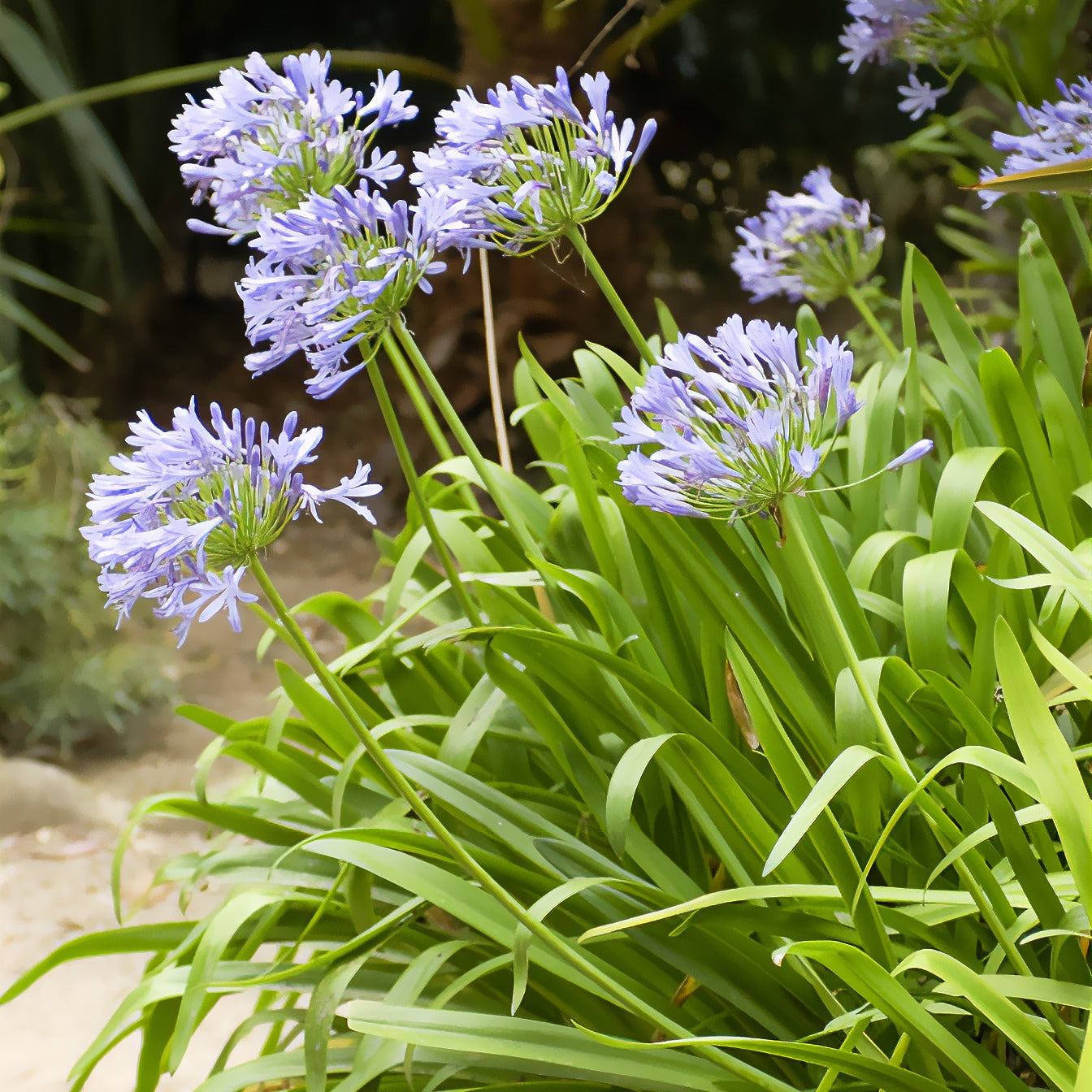 Agapanthes