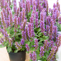 Agastache Beelicious Purple - Bakker