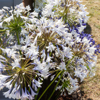 Agapanthus Enigma - Agapanthe Enigma - Agapanthes