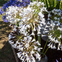 Agapanthes - Agapanthe Enigma - Agapanthus Enigma