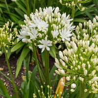 Vivaces fleuries - Agapanthe White Heaven - Agapanthus white heaven