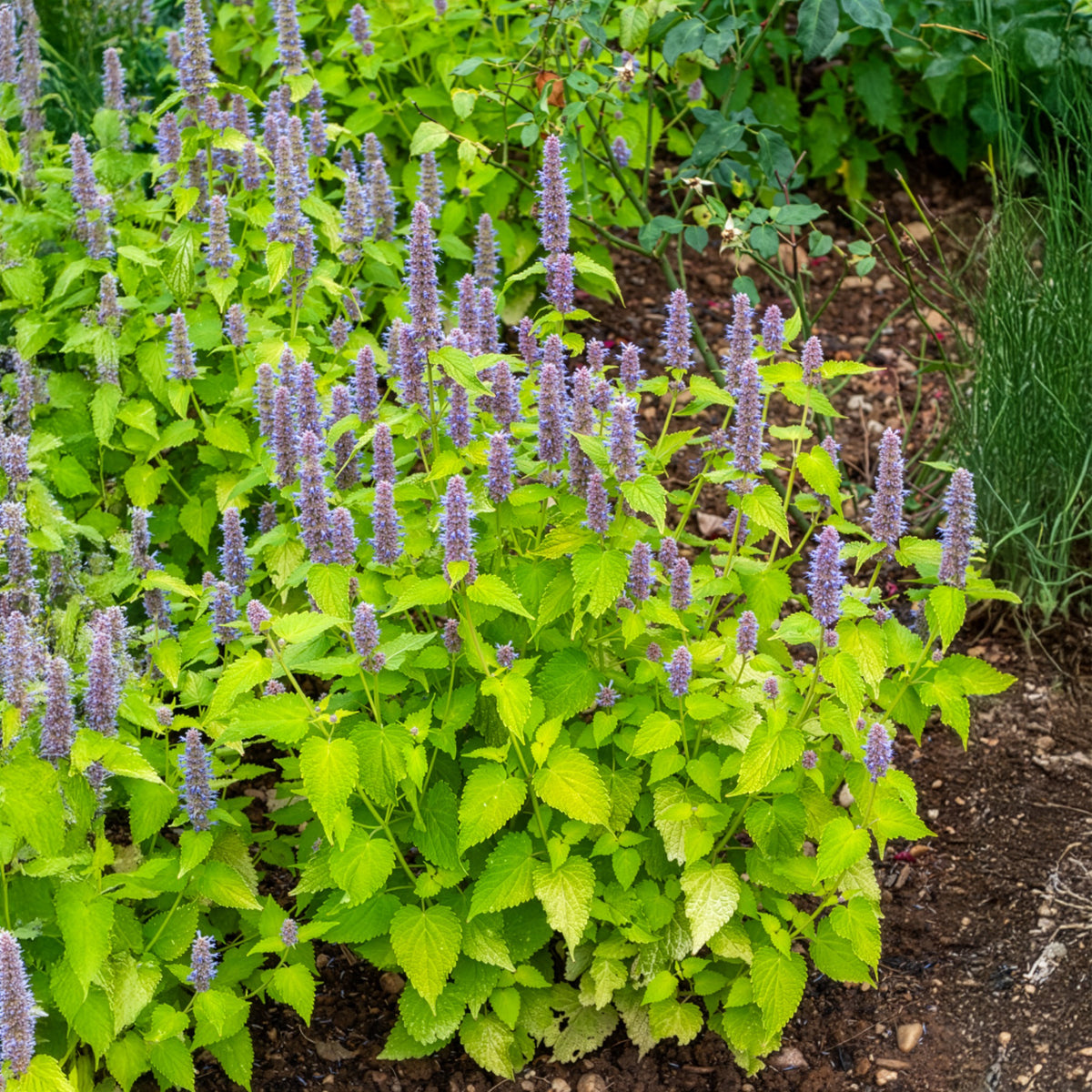 Agastache - Agastache fenouil Golden Jubilee - Agastache rugosa Golden Jubilee