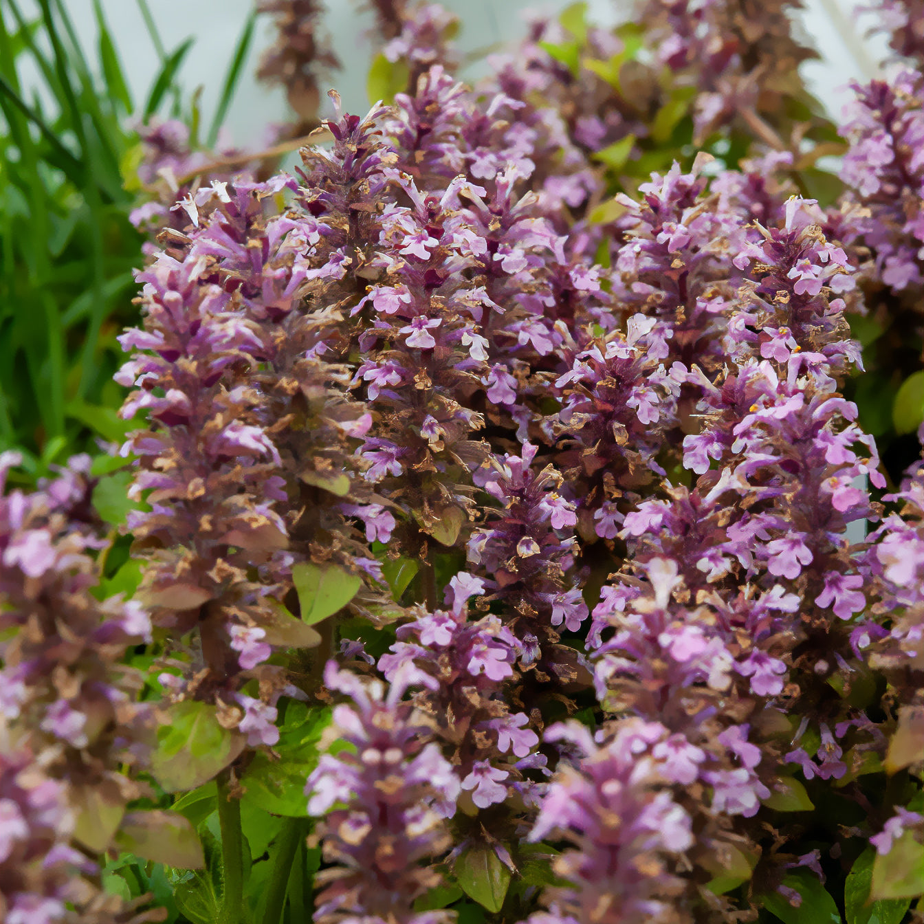 Bugle rampante Rosea - Ajuga reptans rosea - Bakker