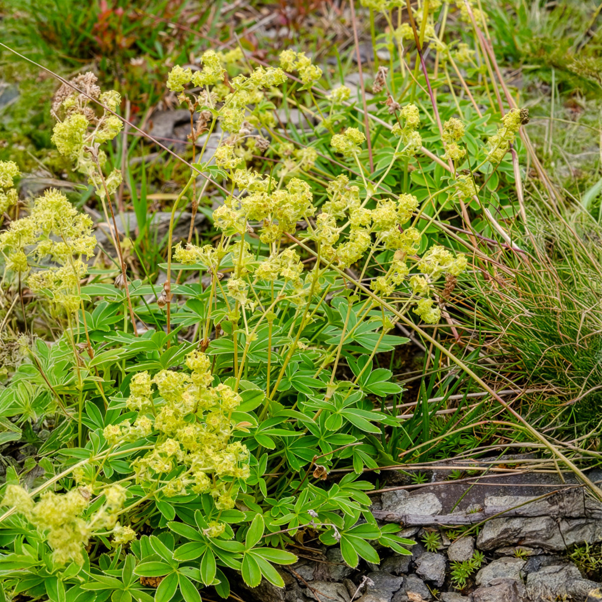 Alchemilla alpina - Alchémille des Alpes - Alchémille