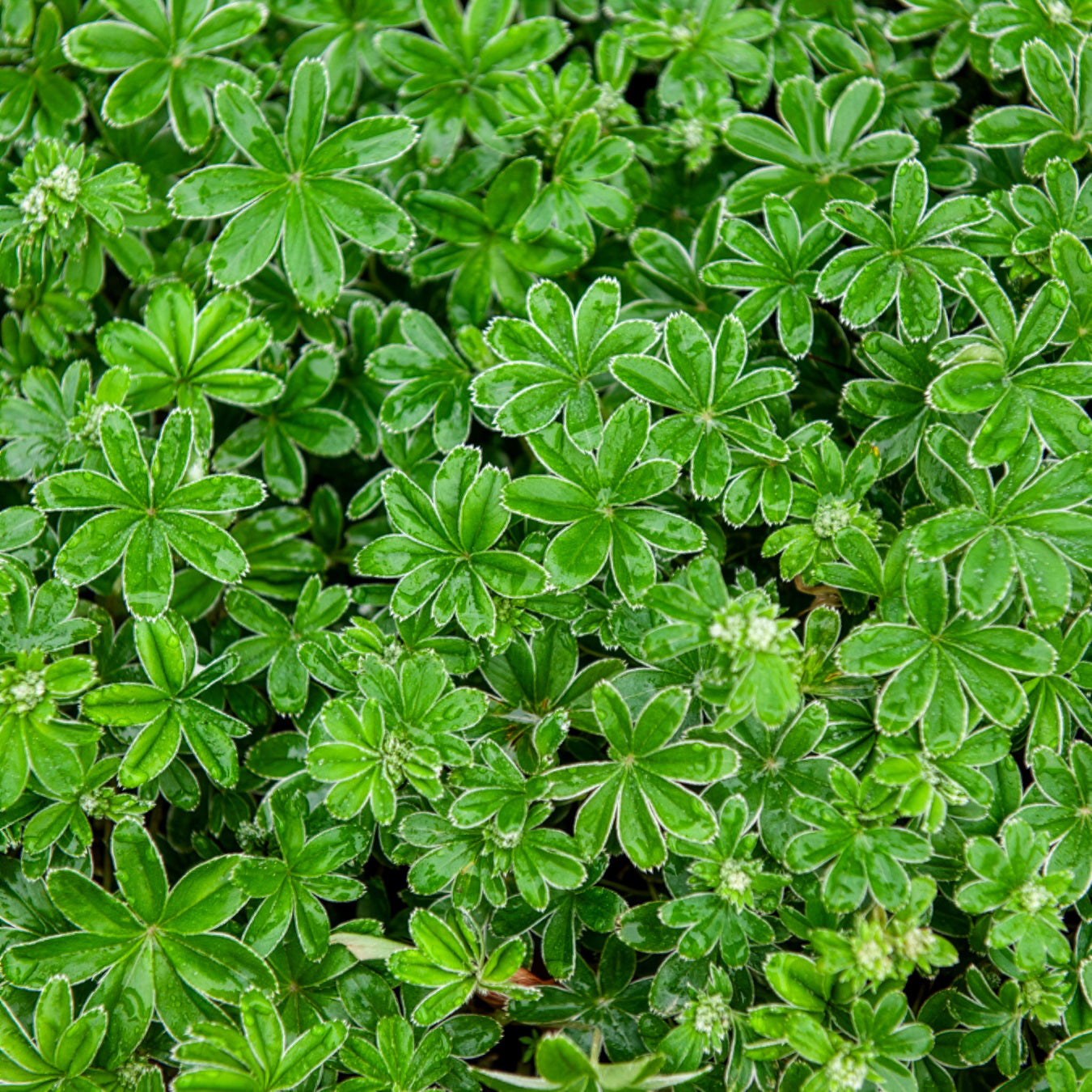 Alchémille des Alpes - Bakker