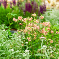 Ancolie commune Barlow Rose - Aquilegia vulgaris Rose Barlow - Bakker