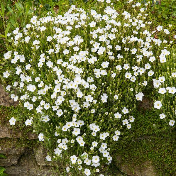 Sabline Mont Blanc - Arenaria montana mont blanc - Bakker