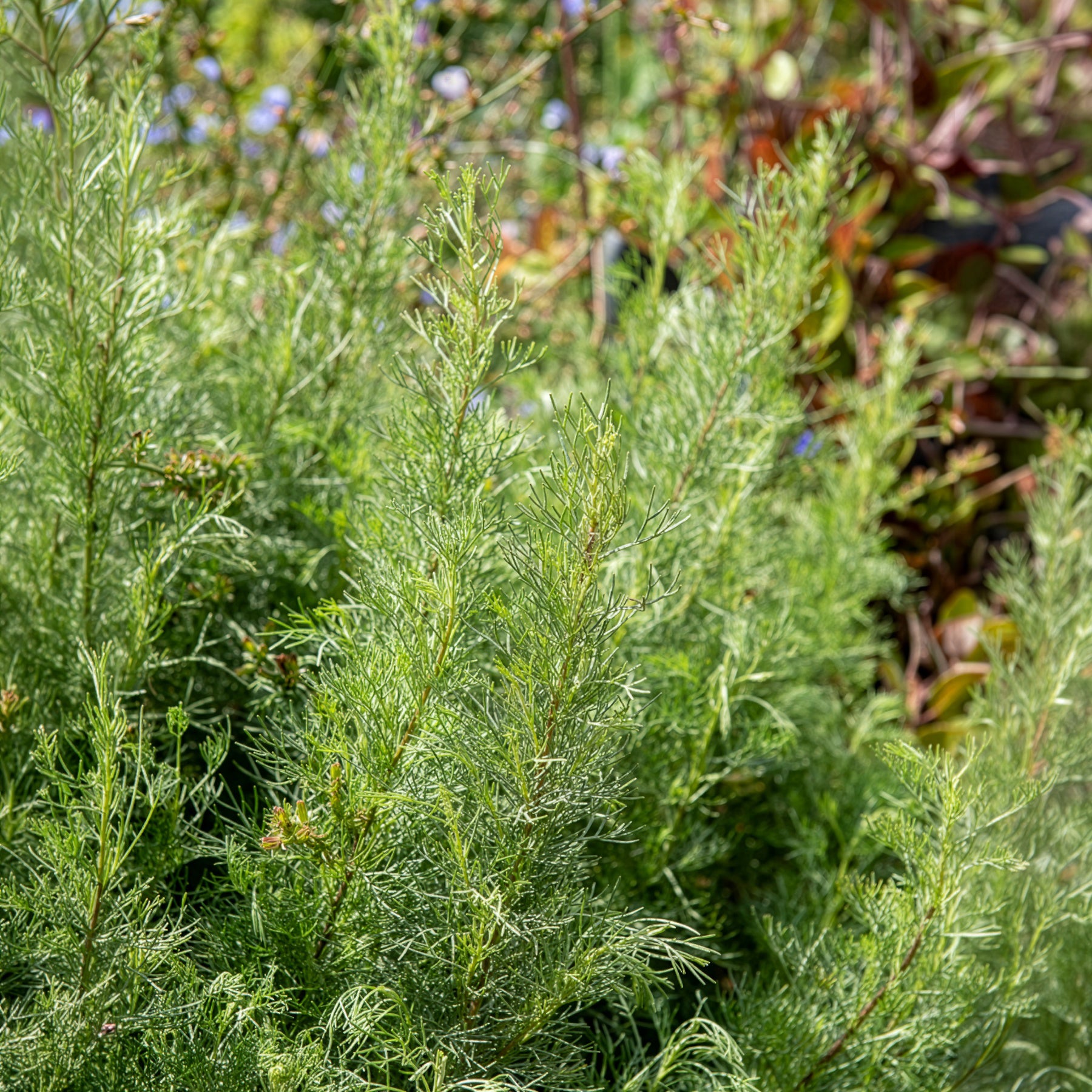 Armoise citronelle Aurone - Artemisia abrotanum - Bakker