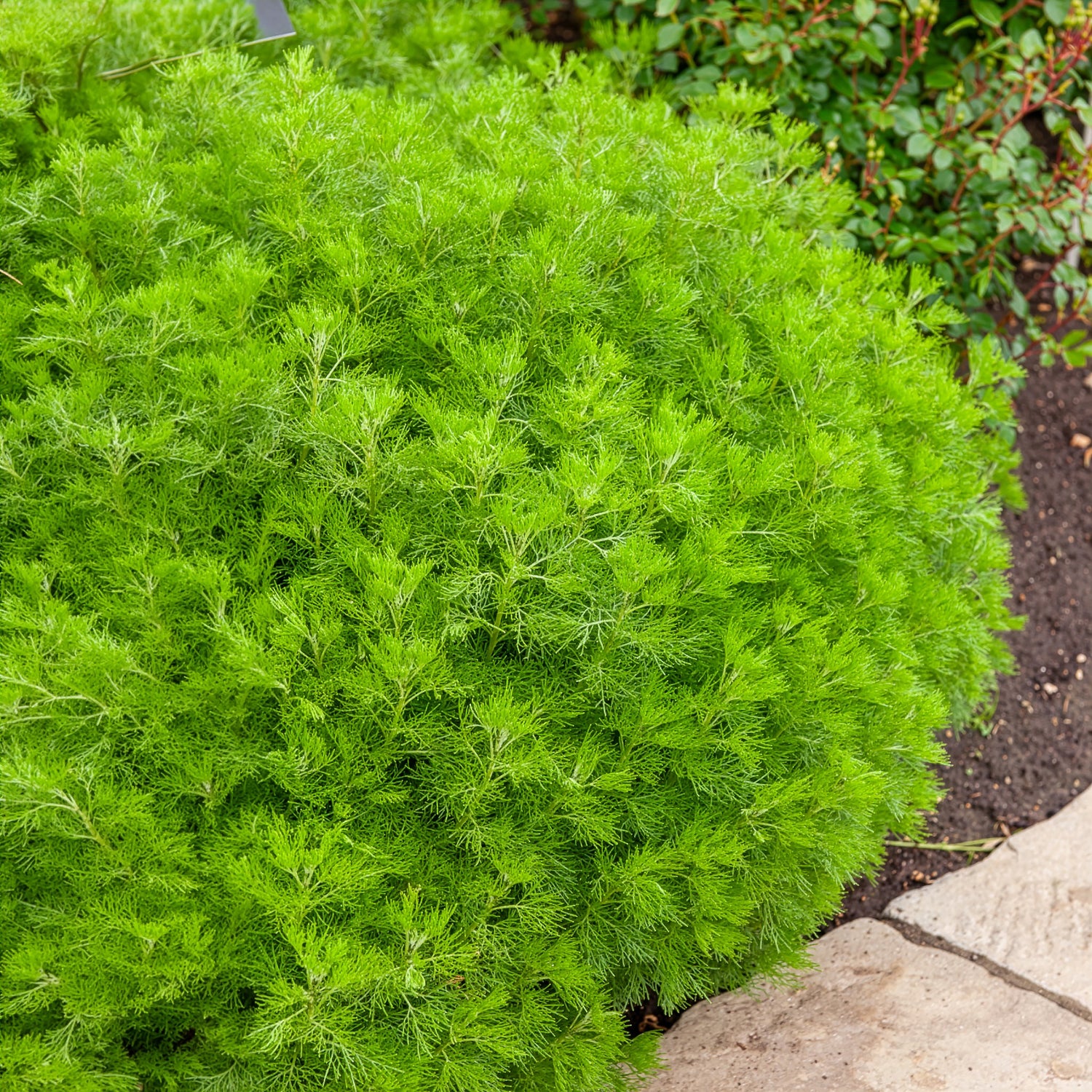 Artemisia abrotanum - Aurone