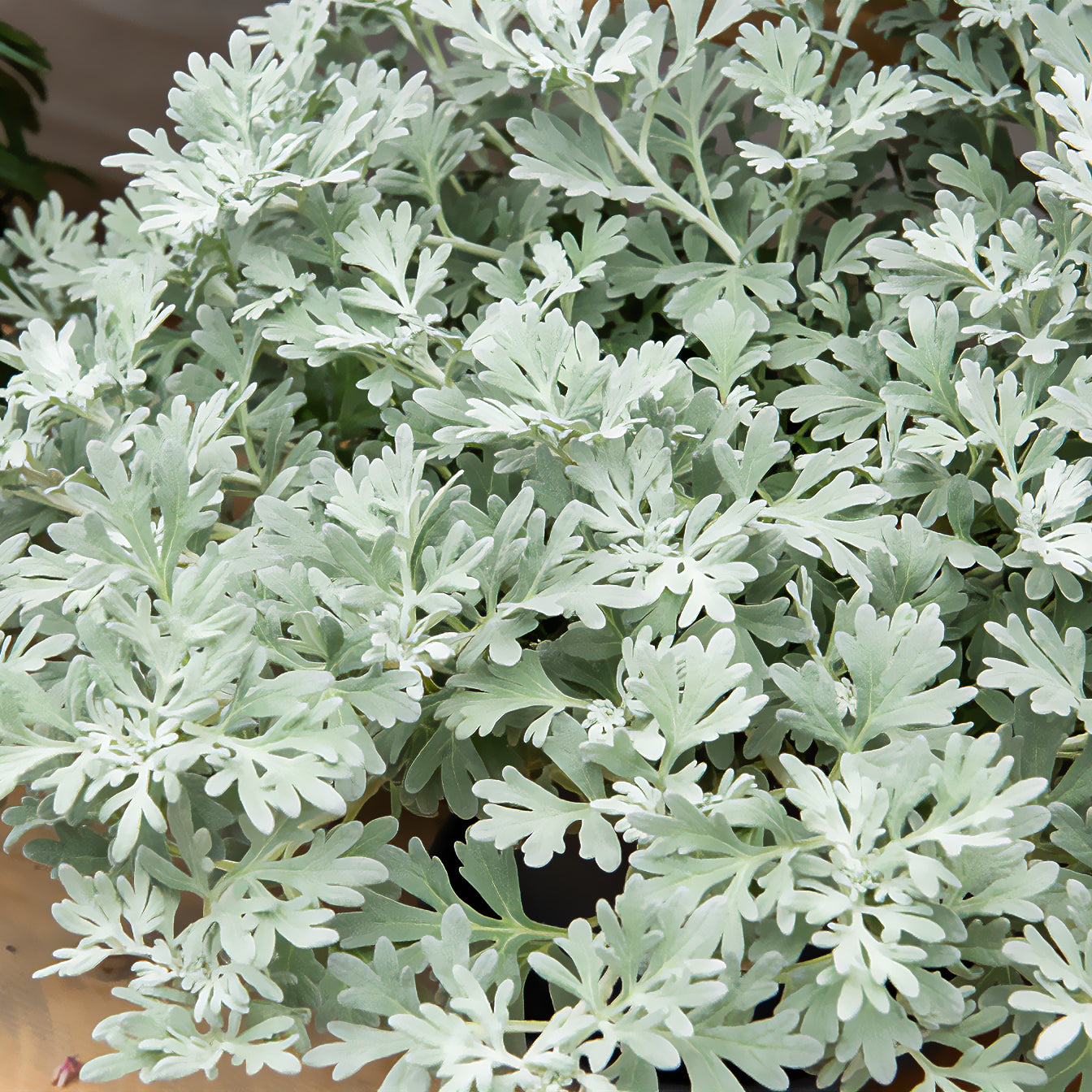 Armoise des rivages d'Extrême-Orient Broughton Silver - Artemisia stelleriana boughton silver - Bakker