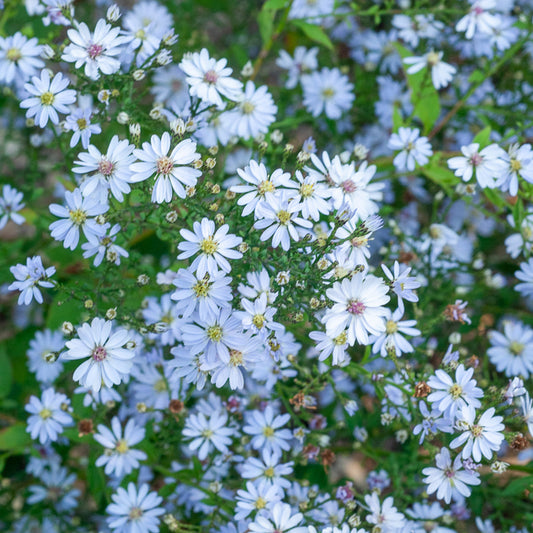 3 Astères à feuilles en cœur Ideal