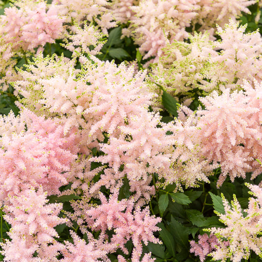 Astilbe du Japon Europa - Bakker