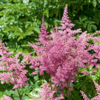 Astilbe hybride Rheinland - Astilbe japonica Rheinland - Bakker