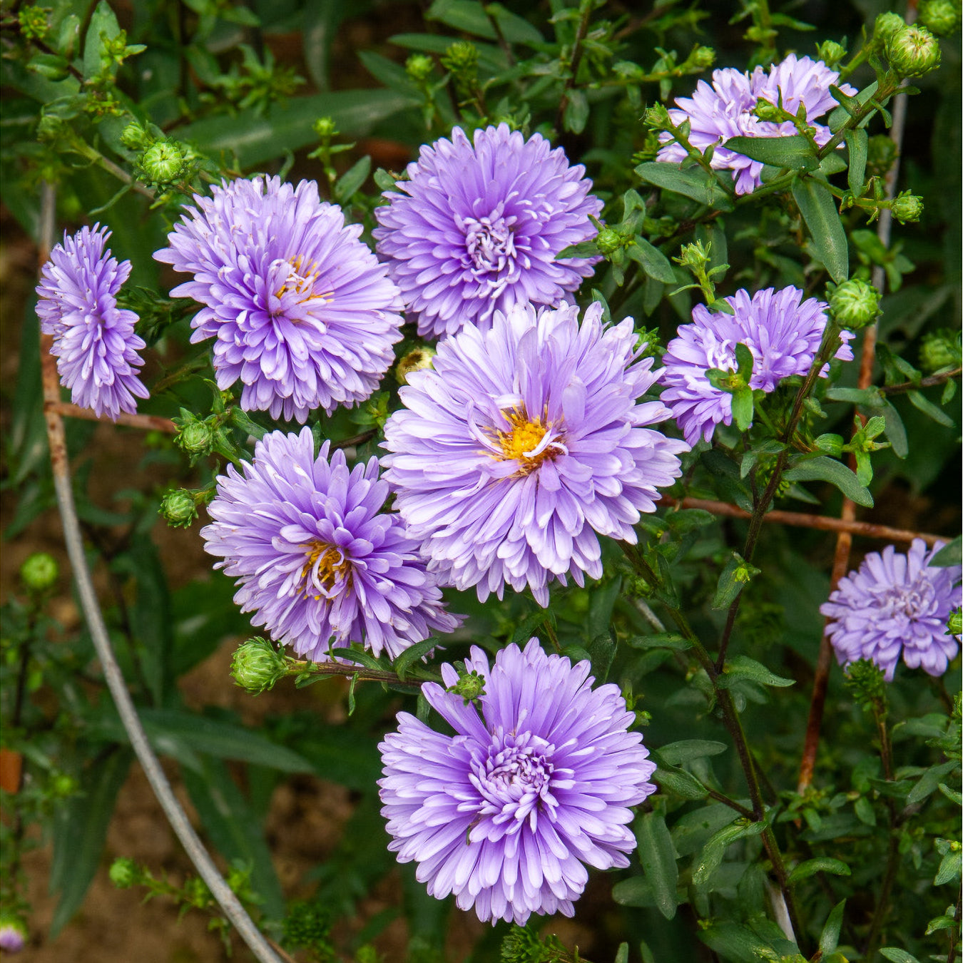 Aster novi-belgii - Aster de Belgique