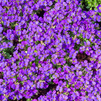 Aubriète Hamburger Stadtpark - Aubrieta Hamburger Stadtpark - Bakker