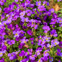 Aubrieta Hamburger Stadtpark - Aubriète Hamburger Stadtpark - Aubriètes