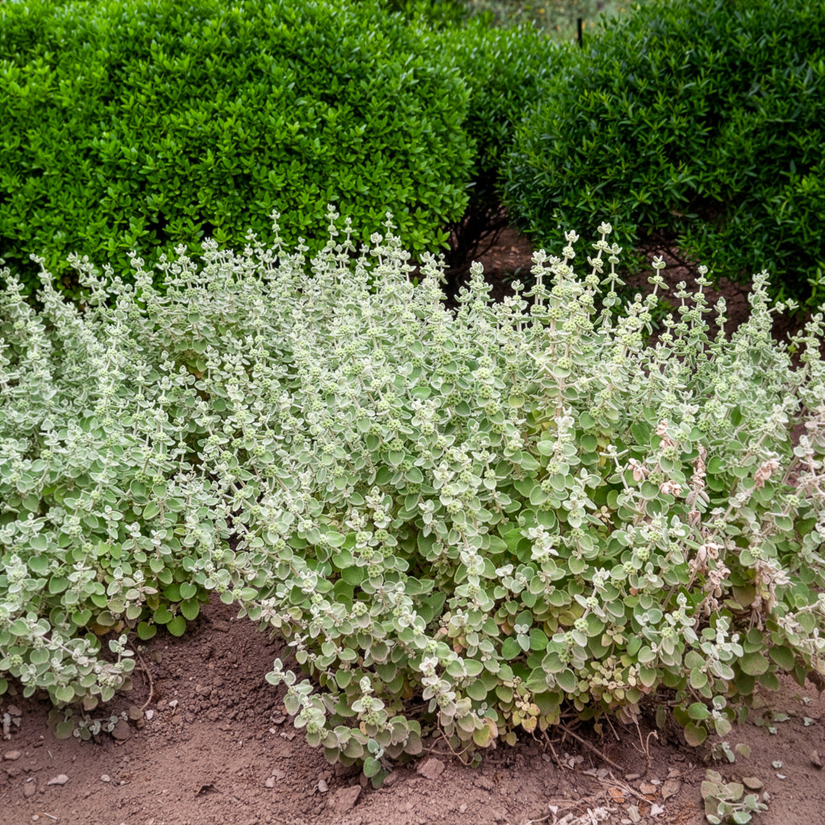 Plantes vivaces - Ballote pseudodictame - Ballota pseudodictamnus