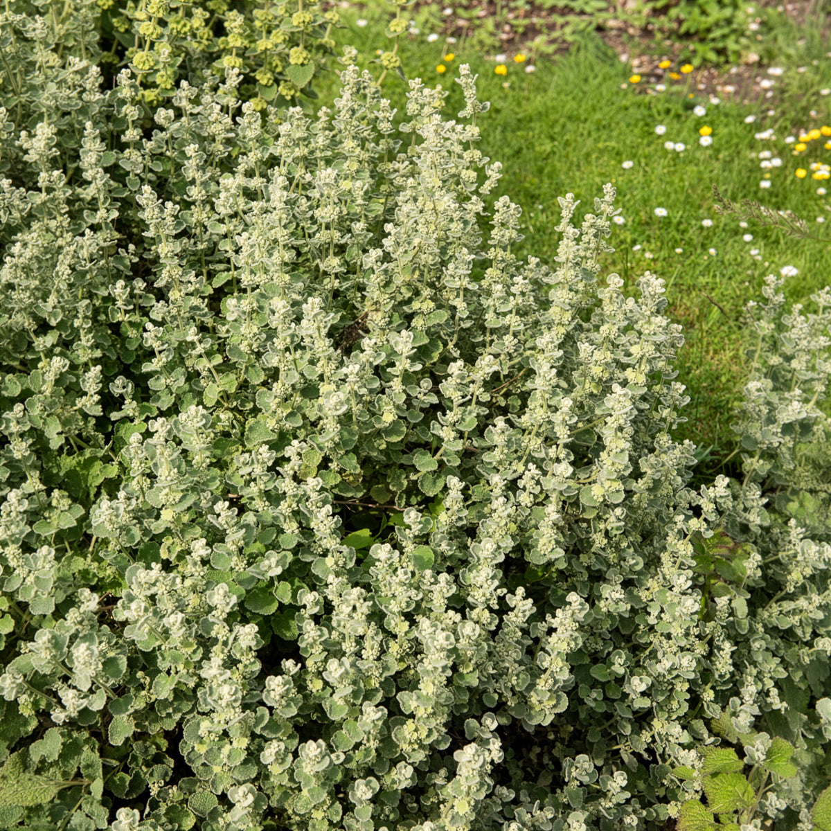 Ballote pseudodictame - Bakker