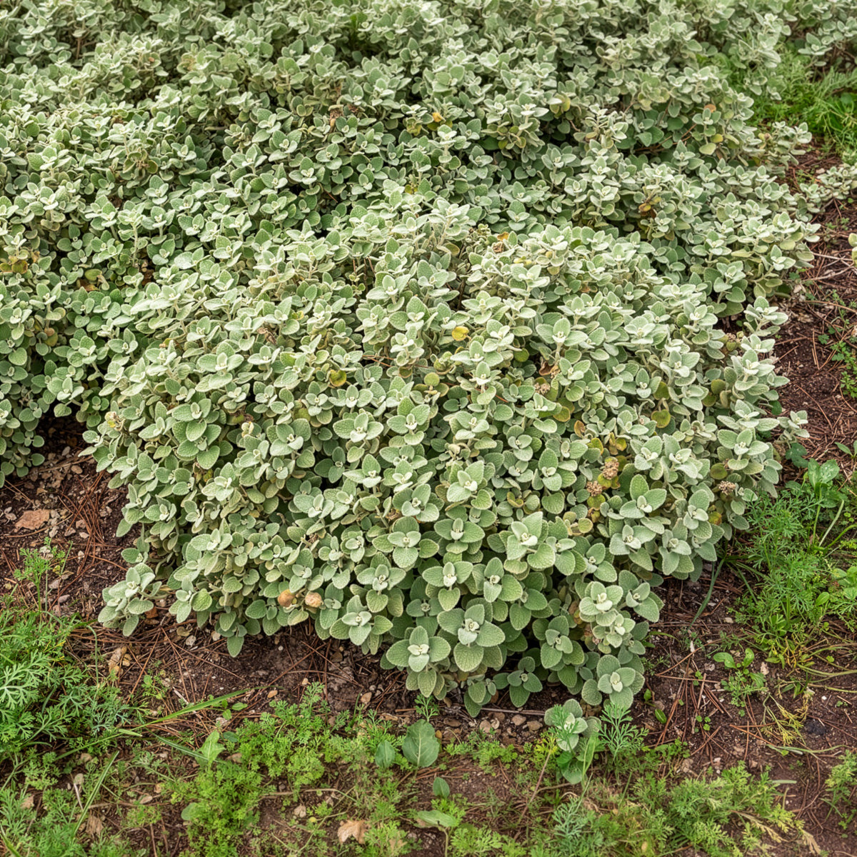 Ballote pseudodictame - Ballota pseudodictamnus - Bakker