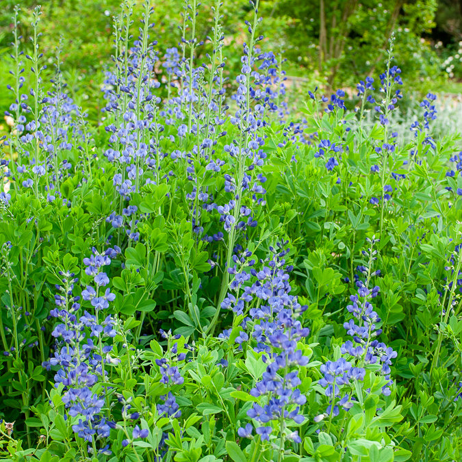 Baptisia australis - Podalyre - Plantes vivaces
