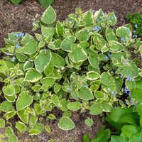 Myosotis du Caucase Hadspen cream - Bakker