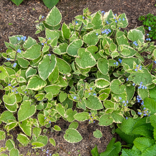 Myosotis du Caucase Hadspen cream - Bakker