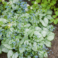 Brunnera macrophylla Looking Glass - Myosotis du Caucase Looking Glass - Myosotis