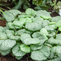 Myosotis du Caucase Looking Glass - Brunnera macrophylla Looking Glass - Bakker