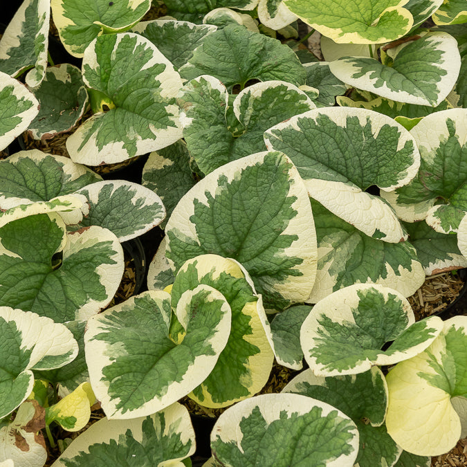 Myosotis du Caucase panaché - Brunnera macrophylla Variegata - Bakker