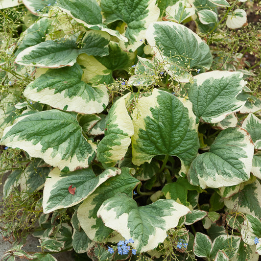 Myosotis du Caucase panaché