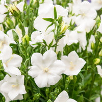 Vente Campanule à feuilles de pêcher Alba