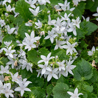 3 Campanules des murets E.H. Frost - Campanula poscharskyana e.h. frost - Bakker