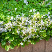 3 Campanules des murets E.H. Frost - Bakker